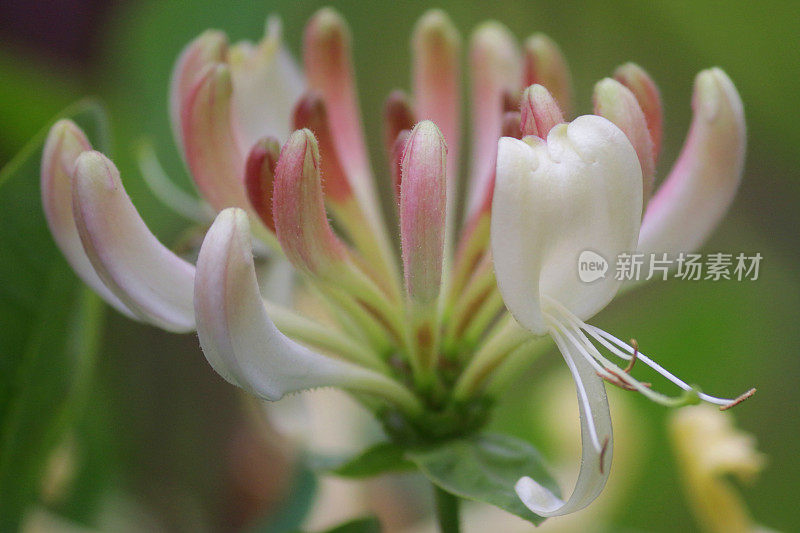 金银花蔓生植物(lonicera sempervirens)的图像，白色和奶油色的花，生长喇叭日本金银花植物在观赏花园季节性开花和模糊的绿色园艺背景/空白文本